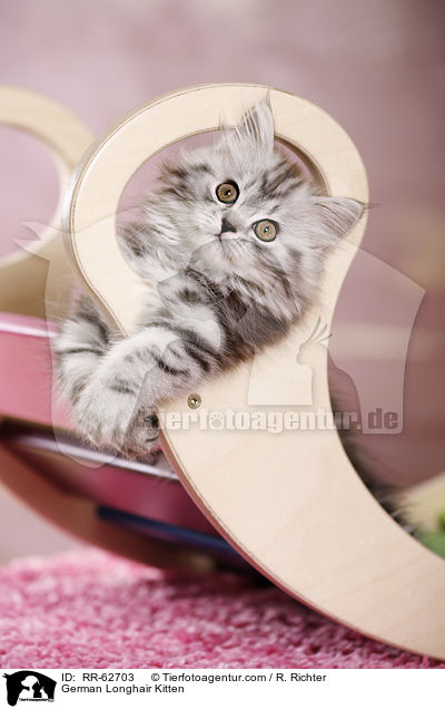 Deutsch Langhaar Ktzchen / German Longhair Kitten / RR-62703