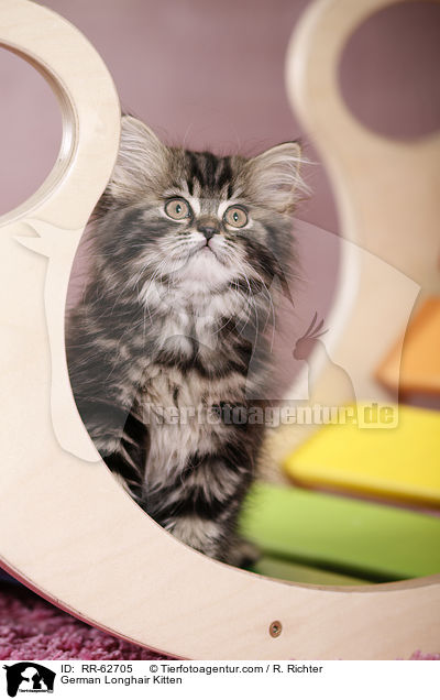 Deutsch Langhaar Ktzchen / German Longhair Kitten / RR-62705