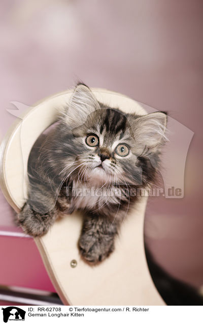 Deutsch Langhaar Ktzchen / German Longhair Kitten / RR-62708