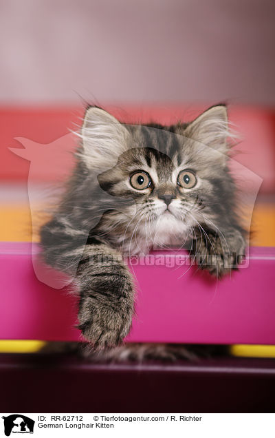 Deutsch Langhaar Ktzchen / German Longhair Kitten / RR-62712