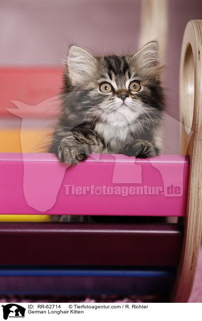 Deutsch Langhaar Ktzchen / German Longhair Kitten / RR-62714