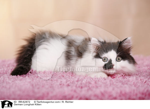 Deutsch Langhaar Ktzchen / German Longhair Kitten / RR-62872