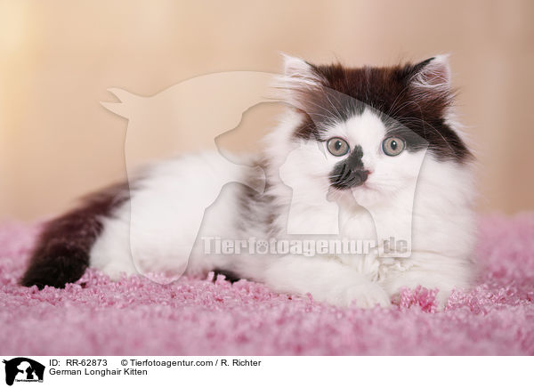Deutsch Langhaar Ktzchen / German Longhair Kitten / RR-62873