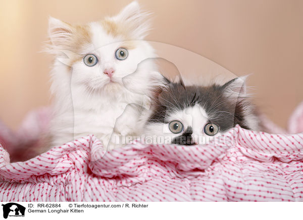 Deutsch Langhaar Ktzchen / German Longhair Kitten / RR-62884
