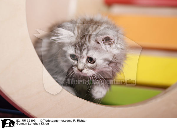 Deutsch Langhaar K�tzchen / German Longhair Kitten / RR-62895
