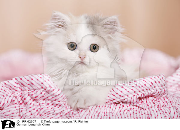 Deutsch Langhaar Ktzchen / German Longhair Kitten / RR-62907