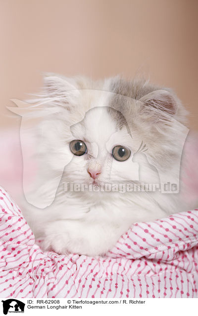 Deutsch Langhaar Ktzchen / German Longhair Kitten / RR-62908
