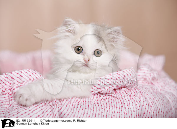 Deutsch Langhaar Ktzchen / German Longhair Kitten / RR-62911
