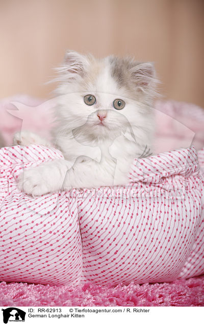 Deutsch Langhaar Ktzchen / German Longhair Kitten / RR-62913