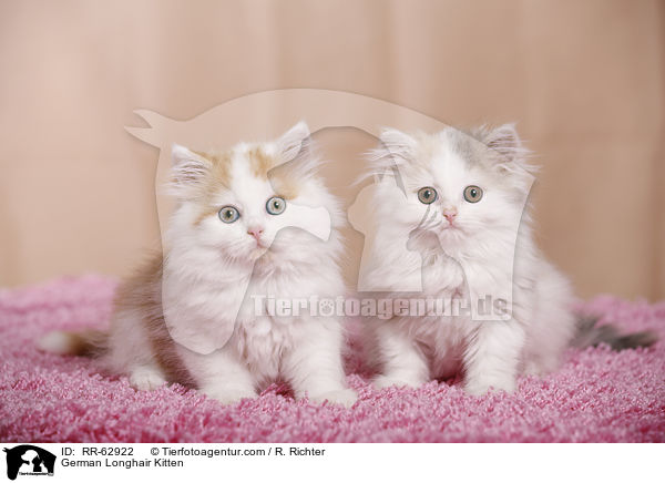 Deutsch Langhaar Ktzchen / German Longhair Kitten / RR-62922