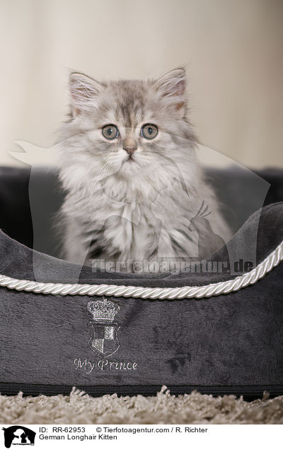 Deutsch Langhaar Ktzchen / German Longhair Kitten / RR-62953