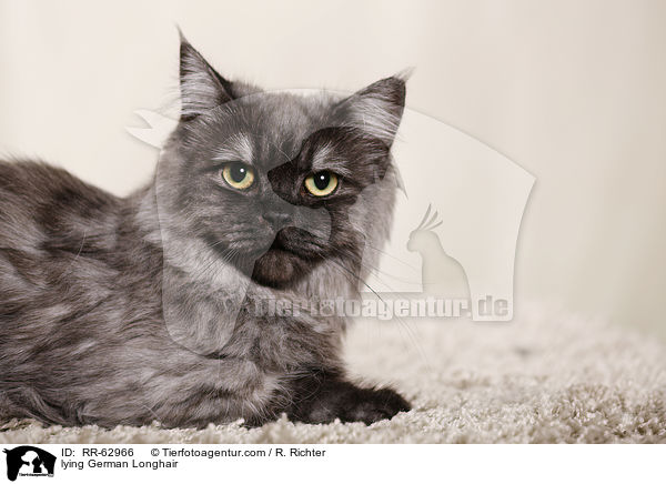 liegende Deutsch Langhaar / lying German Longhair / RR-62966