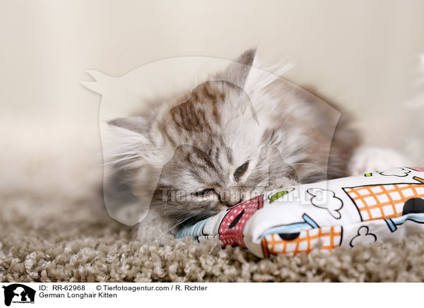Deutsch Langhaar Ktzchen / German Longhair Kitten / RR-62968