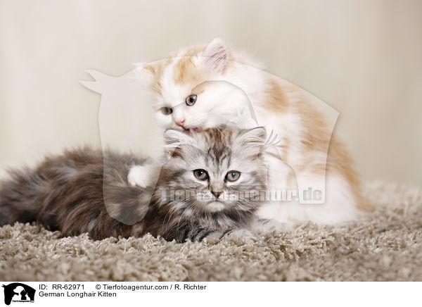 Deutsch Langhaar Ktzchen / German Longhair Kitten / RR-62971