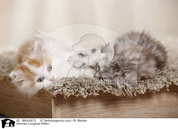 Deutsch Langhaar Ktzchen / German Longhair Kitten / RR-62973