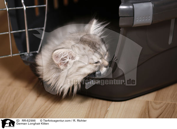 Deutsch Langhaar Ktzchen / German Longhair Kitten / RR-62986