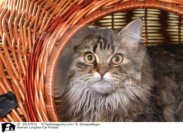 Deutsch Langhaar Portrait / German Longhair Cat Portrait / SS-47513