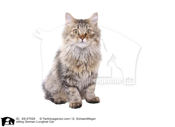 sitzende Deutsch Langhaar / sitting German Longhair Cat / SS-47526