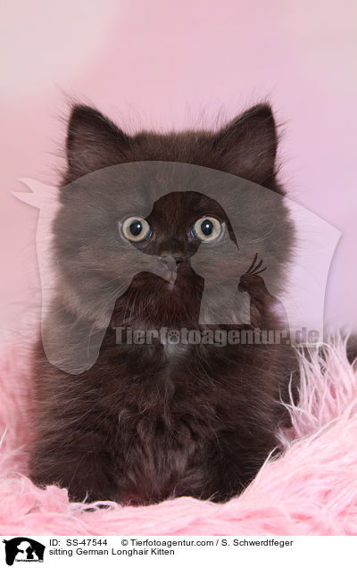 sitzendes Deutsch Langhaar Ktzchen / sitting German Longhair Kitten / SS-47544