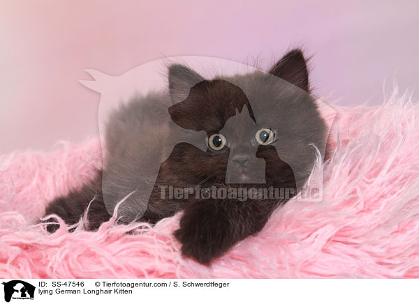 liegendes Deutsch Langhaar Ktzchen / lying German Longhair Kitten / SS-47546