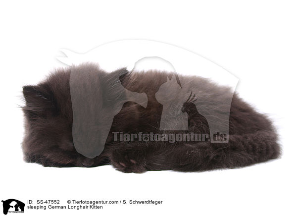 schlafendes Deutsch Langhaar Ktzchen / sleeping German Longhair Kitten / SS-47552