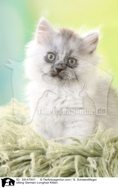 sitzendes Deutsch Langhaar Ktzchen / sitting German Longhair Kitten / SS-47601