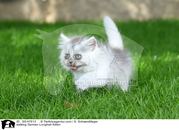 laufendes Deutsch Langhaar Ktzchen / walking German Longhair Kitten / SS-47613