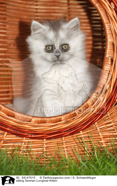 sitzendes Deutsch Langhaar Ktzchen / sitting German Longhair Kitten / SS-47615
