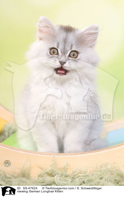 Deutsch Langhaar Ktzchen miaut / mewing German Longhair Kitten / SS-47624