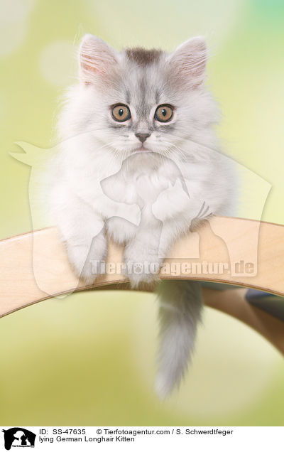 liegendes Deutsch Langhaar Ktzchen / lying German Longhair Kitten / SS-47635