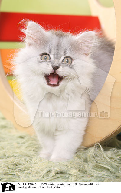 Deutsch Langhaar Ktzchen miaut / mewing German Longhair Kitten / SS-47640