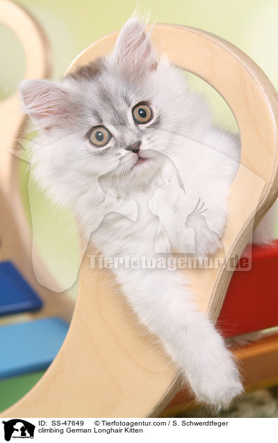 kletterndes Deutsch Langhaar Ktzchen / climbing German Longhair Kitten / SS-47649