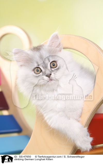 kletterndes Deutsch Langhaar Ktzchen / climbing German Longhair Kitten / SS-47650