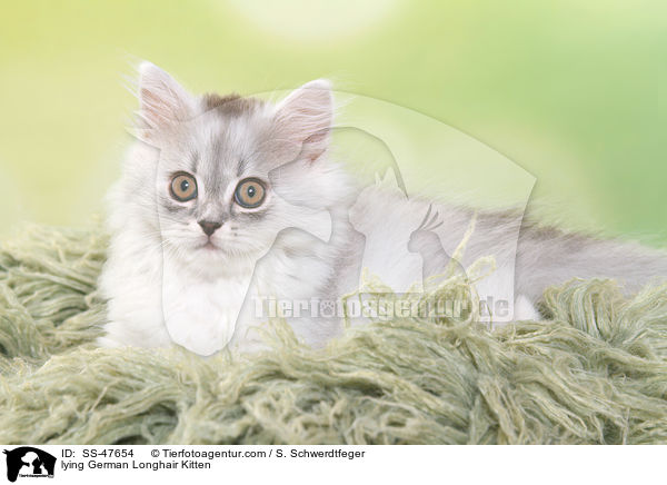 liegendes Deutsch Langhaar Ktzchen / lying German Longhair Kitten / SS-47654