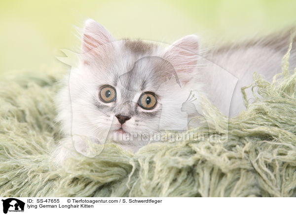 liegendes Deutsch Langhaar Ktzchen / lying German Longhair Kitten / SS-47655