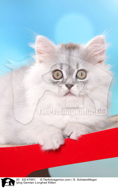 liegendes Deutsch Langhaar Ktzchen / lying German Longhair Kitten / SS-47661