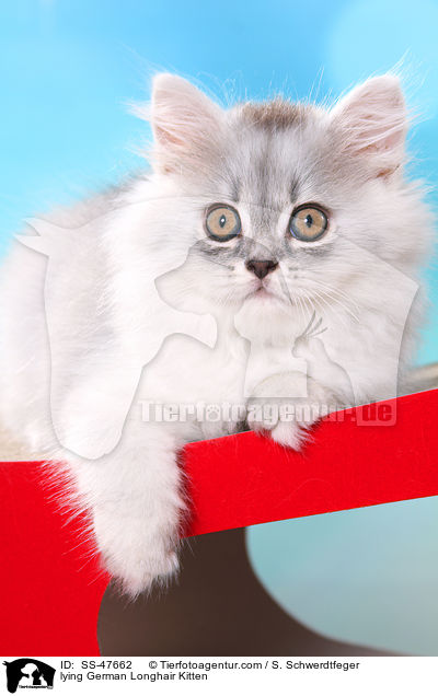 liegendes Deutsch Langhaar Ktzchen / lying German Longhair Kitten / SS-47662
