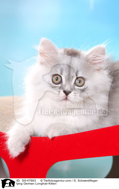 liegendes Deutsch Langhaar Ktzchen / lying German Longhair Kitten / SS-47663