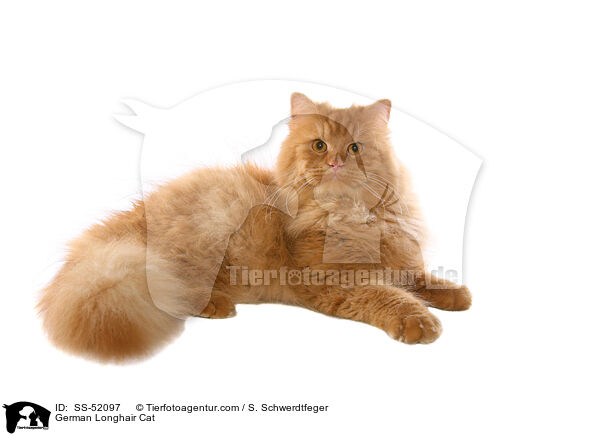 liegende Deutsch Langhaar / German Longhair Cat / SS-52097