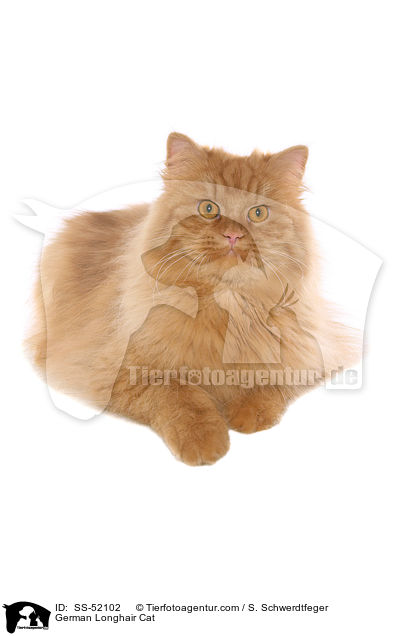 liegende Deutsch Langhaar / German Longhair Cat / SS-52102