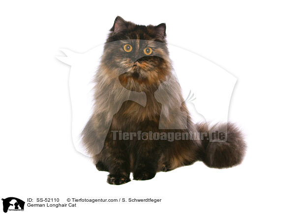 German Longhair Cat / SS-52110