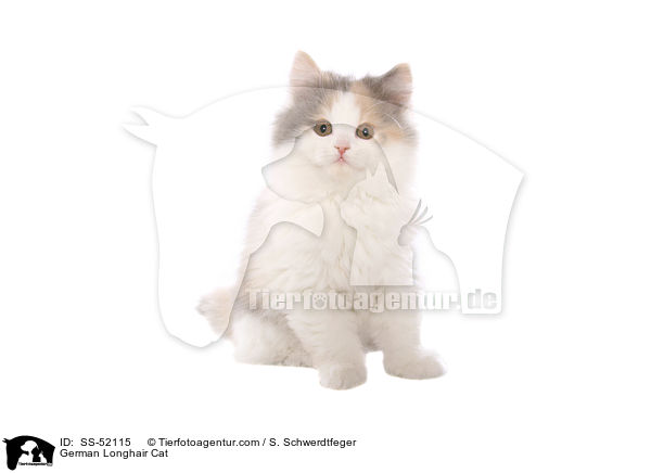 Deutsch Langhaar Ktzchen / German Longhair Cat / SS-52115