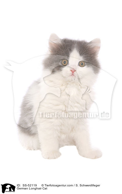 Deutsch Langhaar Ktzchen / German Longhair Cat / SS-52119
