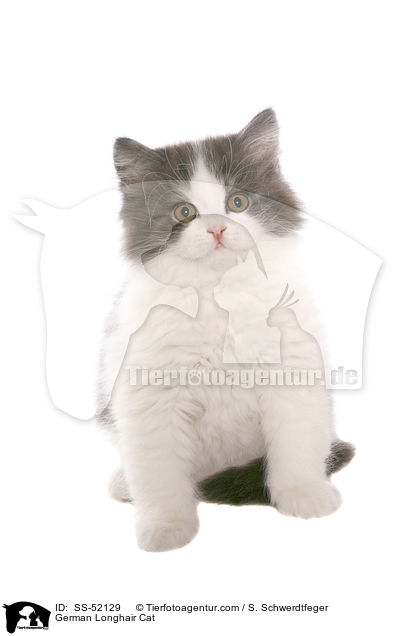 Deutsch Langhaar Ktzchen / German Longhair Cat / SS-52129