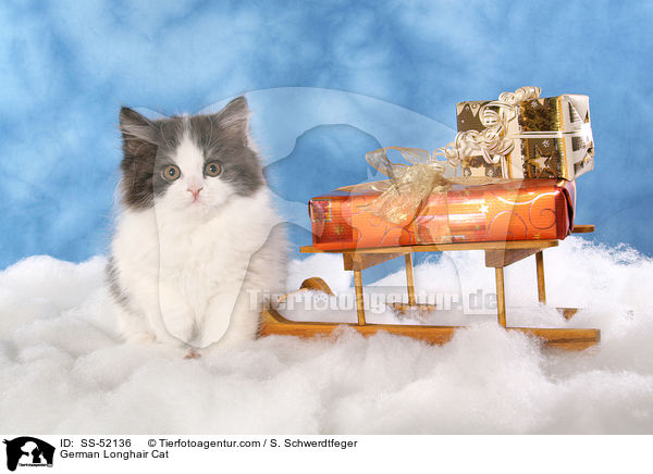 Deutsch Langhaar Ktzchen / German Longhair Cat / SS-52136