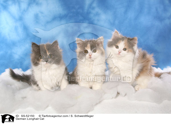 3 Deutsch Langhaar Ktzchen / German Longhair Cat / SS-52150