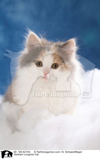 Deutsch Langhaar Ktzchen / German Longhair Cat / SS-52154