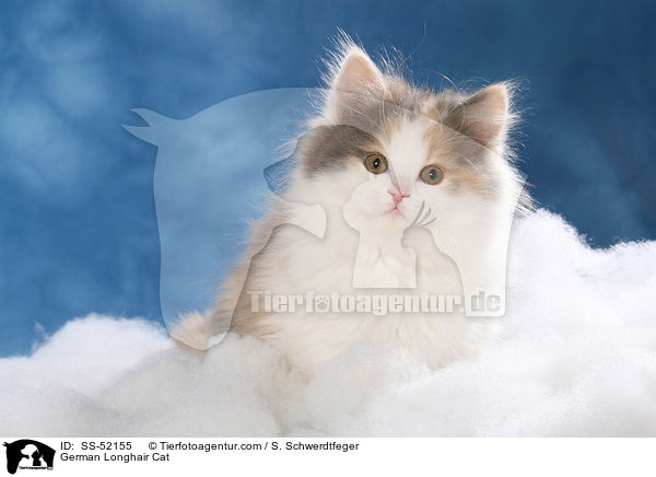 Deutsch Langhaar Ktzchen / German Longhair Cat / SS-52155