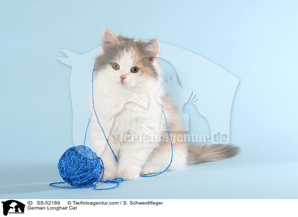 Deutsch Langhaar Ktzchen / German Longhair Cat / SS-52189