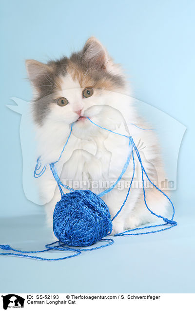 Deutsch Langhaar Ktzchen / German Longhair Cat / SS-52193